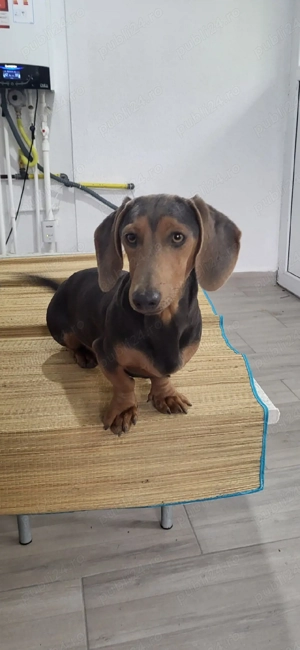 Mascul Teckel  - imagine 3