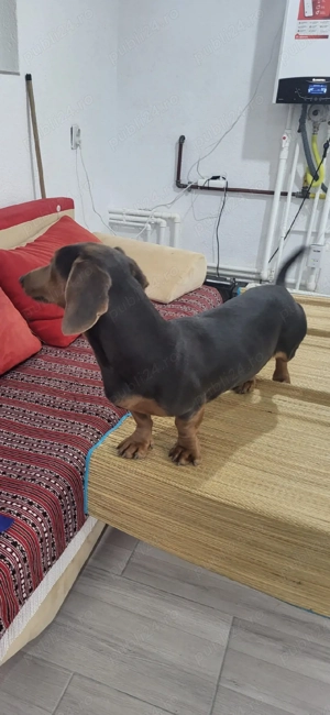 Mascul Teckel  - imagine 5