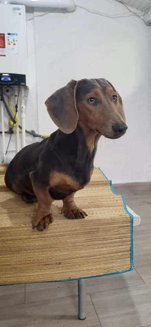 Mascul Teckel  - imagine 2