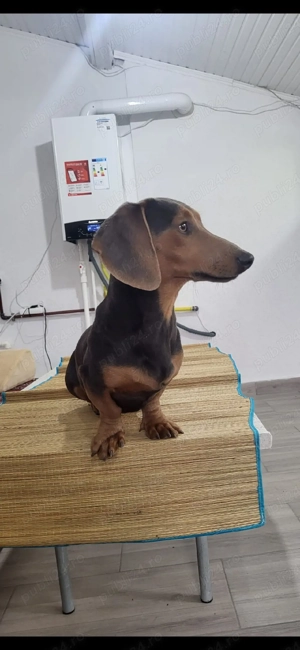 Mascul Teckel  - imagine 4