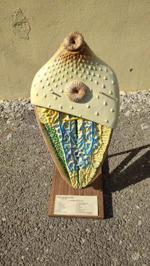 Macheta didactica anii '70 - 450 lei