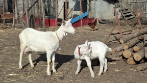 Vând țăpișor sannen, ecornat genetic - imagine 2