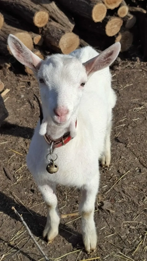 Vând țăpișor sannen, ecornat genetic