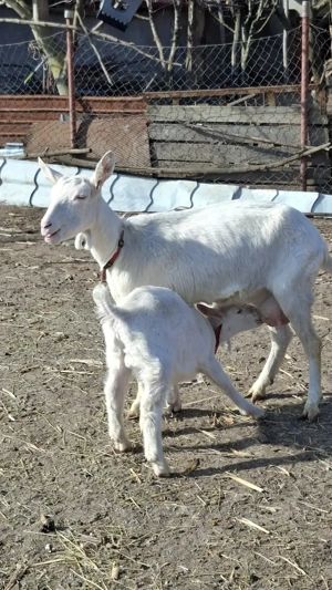 Vând țăpișor sannen, ecornat genetic - imagine 5