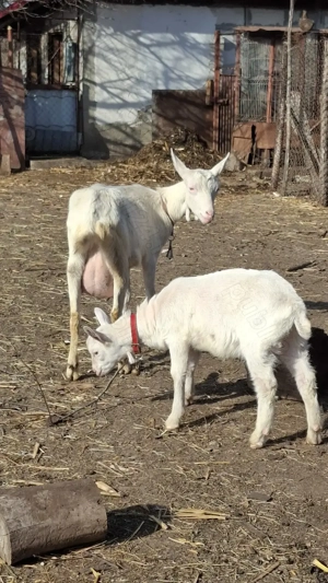 Vând țăpișor sannen, ecornat genetic - imagine 3