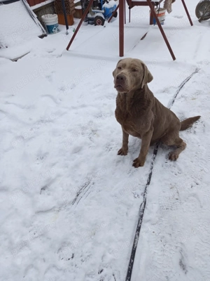 Donez Labrador Silver - imagine 2