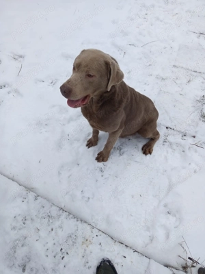 Donez Labrador Silver - imagine 3