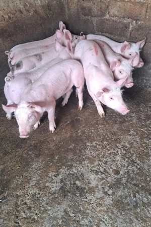Purcei de vînzare  - imagine 2