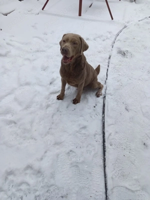 Donez Labrador Silver - imagine 5