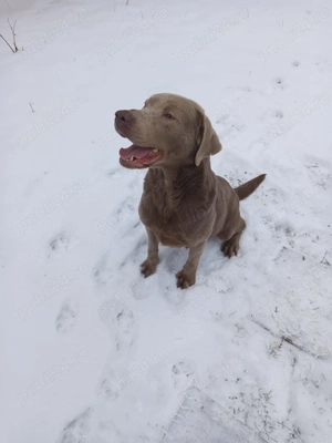 Donez Labrador Silver - imagine 4