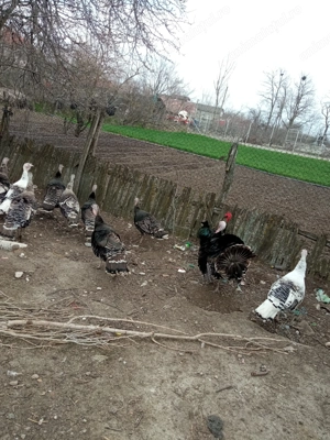 Vând curci curcani românești  - imagine 2