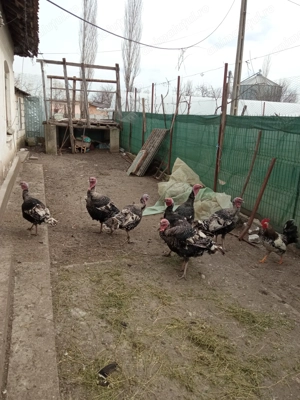 Vând curci curcani românești  - imagine 3