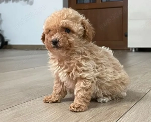Maltipoo mini (pudel+bichon) - imagine 2