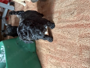 Catel Pudel toy - imagine 3