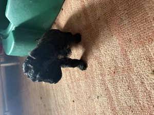 Catel Pudel toy - imagine 2