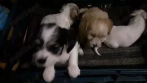 Bichoni havanezi  - imagine 3