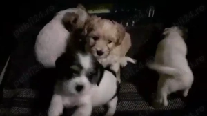 Bichoni havanezi  - imagine 2