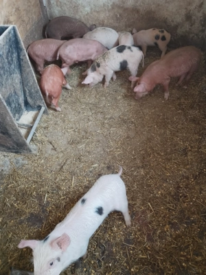 Vând porci și purcei 