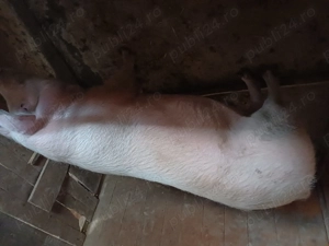 Vând porci de carne - imagine 2