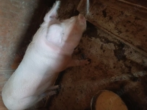 Vând porci de carne