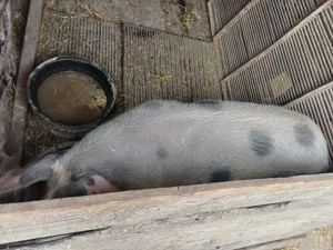 Vând porci de carne - imagine 4