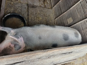 Vând porci de carne - imagine 3