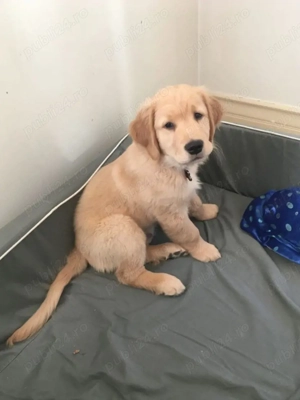 Labrador golden retriever 