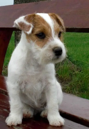 Jack Russell terrier băietel 700 lei