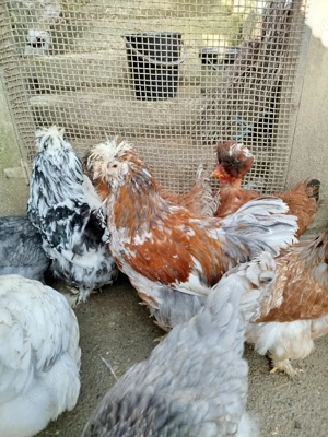 ouă pentru incubat găini moțate  - imagine 5