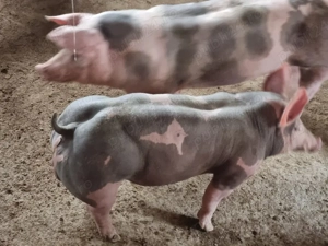 scrofite si vierusi pietrain belgian   - imagine 4