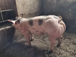 scrofite si vierusi pietrain belgian  