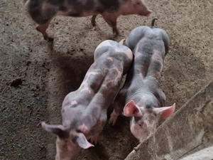 scrofite si vierusi pietrain belgian   - imagine 3