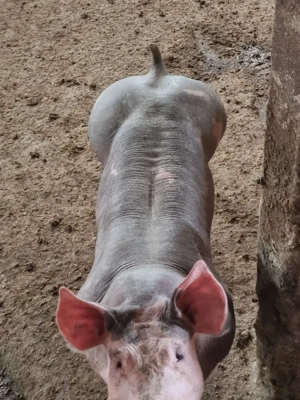 scrofite si vierusi pietrain belgian   - imagine 5