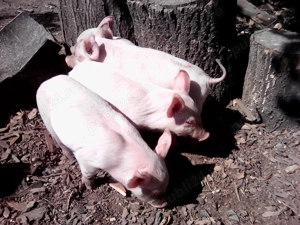 Vând purcei Landrace - imagine 2