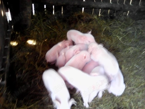 Vând purcei Landrace - imagine 4