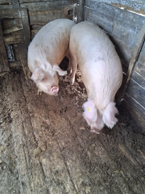 Vând doi porci de sacrificat 