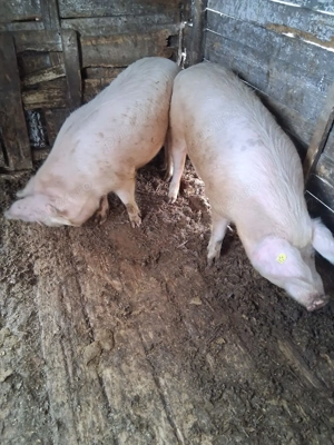 Vând doi porci de sacrificat  - imagine 2