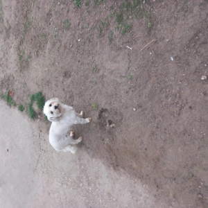 De vinzare bisoni maltezi 2femele  - imagine 3