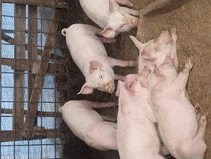 Purcei de vanzare - imagine 2