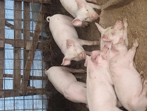 Purcei de vanzare - imagine 3