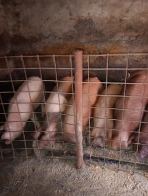 Vand porci duroc - imagine 3