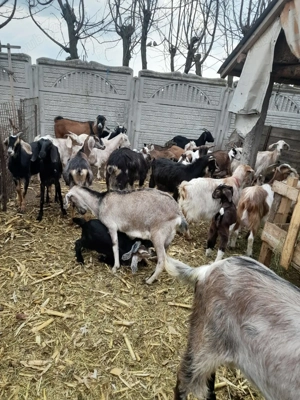 Capre de vanzare  - imagine 3