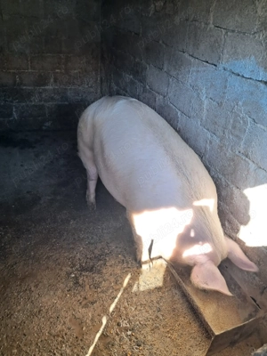 De vânzare 150-180 kg - imagine 2