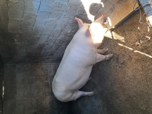 De vânzare 150-180 kg - imagine 4