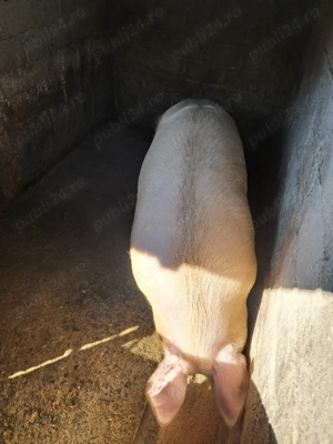 De vânzare 150-180 kg - imagine 3