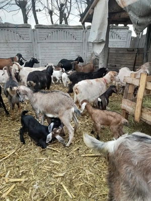 Capre de vanzare  - imagine 4