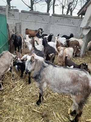 Capre de vanzare  - imagine 2