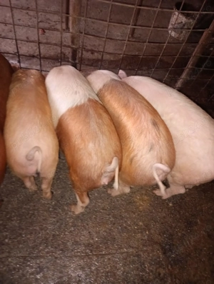 Vand porci duroc - imagine 2