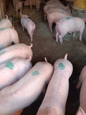 Purcei De Rasă 20-50 kg 