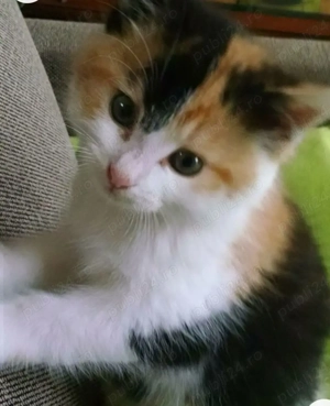 Calico cu ochișori  albaștri  - imagine 5